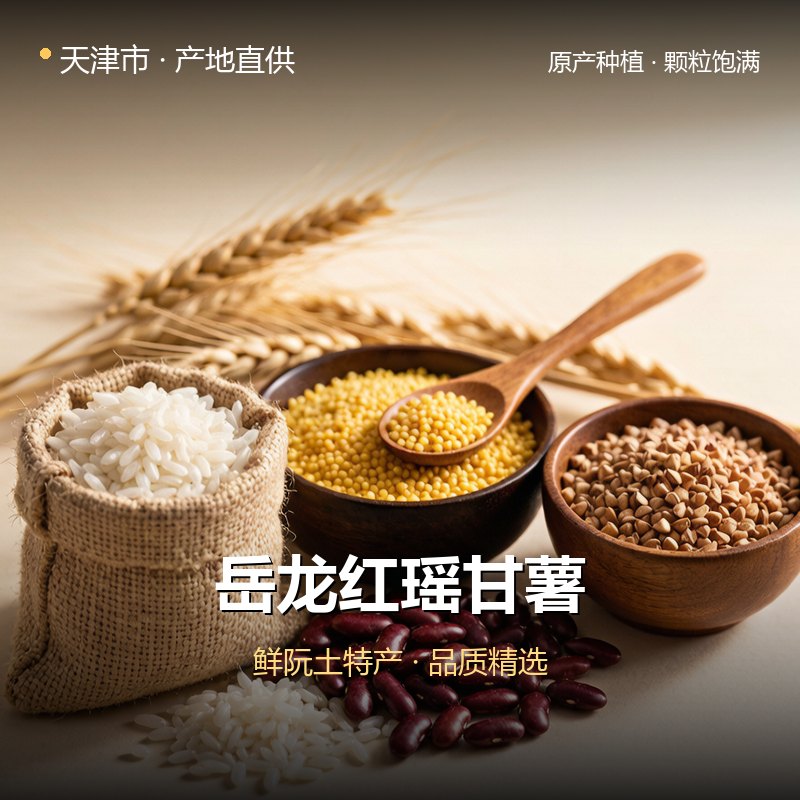 天津市岳龙红瑶甘薯 实拍图